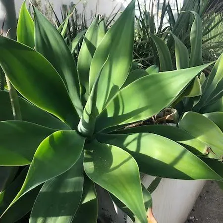 Ultimopiano Apartman Róma